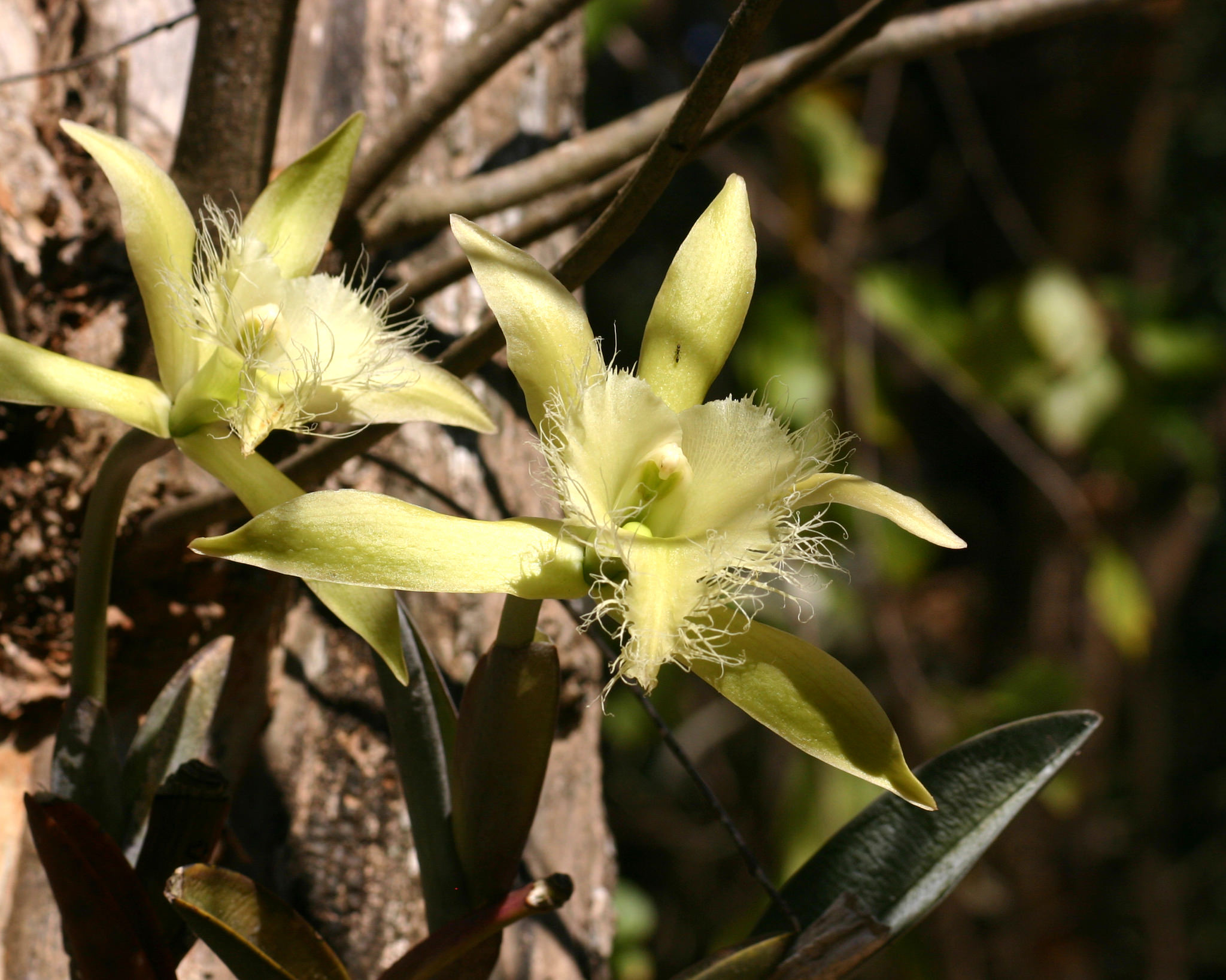 Rhyncholaelia digbyana